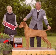 View our hungarian vizsla puppies for sale. Vizsla Stud Dog Registry Jcw Usa State Texas Vizslas Vizsla Stud Dogs Ofa Passing Hip Score Required Vizsla Registry Jayney S Creative Works Jcw