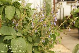 Image result for Coleus hereroensis