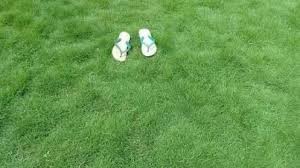 Rumput ini memerlukan penyinaran matahari 100 persen. Cara Merawat Rumput Jepang Yang Baru Ditanam Agar Selalu Hijau Ilmubudidaya Com
