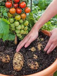 Saviez Vous Qu On Peut Greffer Une Tige De Tomate Sur Un Plant De Pomme De Terre Et Ainsi Produire A La Foi En 2020 Potager Tomates Jardin De Legumes Jardinage En Pots