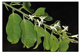 Image result for Olax gambecola