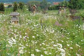 (setzen sie eine richtige variante des modalverbs im präteritum ein.) der lehrer gab mir meine kontrollarbeit und sagte: Garten Bienenfreundlich Gestalten