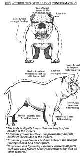 An Illustrated Guide To The Bulldog Standard English Bulldog Standard English Bulldog Colors En English Bulldog Care English Bulldog Puppies English Bulldog