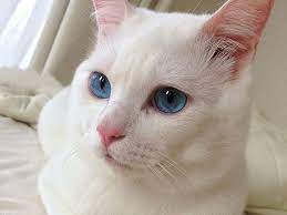 セツという猫１ 残念なイケメン猫 揺るぎなきセツstyle vol 2 ねこのきもちweb magazine 猫 セツ 白い子猫 ねこ
