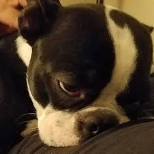 She is very sweet and has. Boston Terrier Puppies Wisconsin Pets Lovers