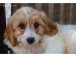 Wilmington, ohio â» saint bernard â». Puppyfinder Com Cavachon Puppies Puppies For Sale Near Me In Youngstown Ohio Usa Page 1 Displays 10