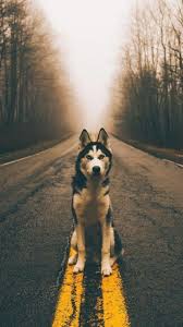 Pin By Sedat Duman On Wallpapers Haski Dog Animals Beautiful Dogs