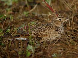 Image result for Alafia orientalis