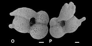 Image result for Caperonia fistulosa