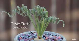 Maybe you would like to learn more about one of these? Albuca Spiralis Info How To Grow And Care For Frizzle Sizzle