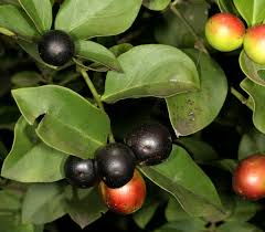 Image result for Carissa