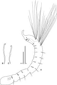 So this is just what an entity is: Ripistes Parasita Schmidt 1847 A Lateral Habitus Length 3 8 Mm Download Scientific Diagram