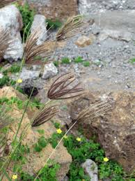 Image result for Chloris virgata