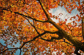 Check spelling or type a new query. A Complete Guide To Growing A Japanese Maple Tree Garden And Happy