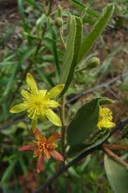 Image result for Grewia flava