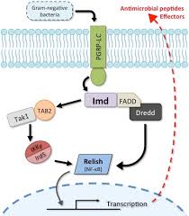 Imd is an independent academic institution with swiss roots and global reach. Imd Pathway Wikipedia