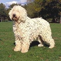 Image result for Komondor
