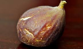 Chicago Hardy Fig Des Fruits Pour De Nombreux Climats Blog Brico Et Jardin
