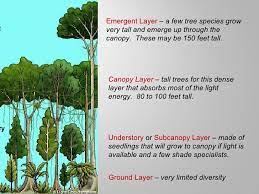 Learn vocabulary, terms and more with flashcards, games and other study tools. Tropical Rainforests Power Pt