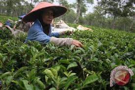 Maybe you would like to learn more about one of these? Jenis Teh Yang Cocok Untuk Masalah Kesehatan Antara News Yogyakarta Berita Terkini Yogyakarta