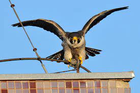 Lista de desenhos de falcao ave de rapina criados por usuários do gartic, o portal de desenhos online. Falcao Peregrino Falco Peregrinus Wikiaves A Enciclopedia Das Aves Do Brasil