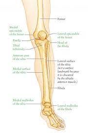 The lower leg extends from the knee to the ankle. Leg Bone Chart Buton