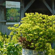 Pflegeleichte, immergrüne pflanzen für balkon und garten. Winterharte Kubelpflanzen Fur Sonnige Balkone