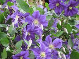 Image result for Clematis villosa