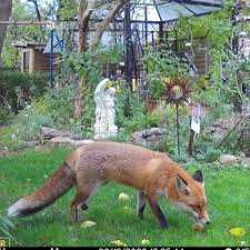 Aber wie kann man füchse eigentlich sind füchse scheu und nachtaktiv. News Landesverband Berlin Der Gartenfreunde E V