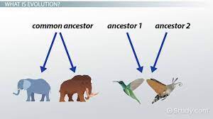 Divergent Convergent Evolution Definitions Examples Video Lesson Transcript Study Com