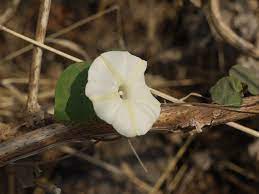 Morning Glory Flower Meaning In Marathi Best Flower Wallpaper