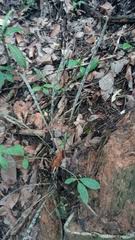 Image result for Eulophia calantha