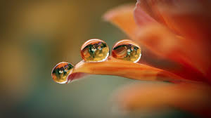 خلفيات جميلة للكمبيوتر Hd 2018 Wallpapers Tecnologis Nature Water Water Drops Flowers Nature