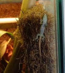 How To Care For A Gecko Hatchling - Pethelpful