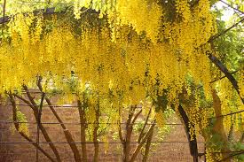 Image result for Laburnum anagyroides