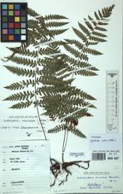 Image result for Arthropteris