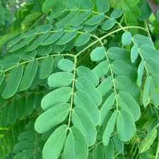 Image result for Albizia lebbeck