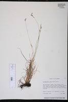 Image result for Abildgaardia ovata