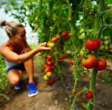 Collect one portion of dandelion seeds. U Pick Vegetables U Cut Flowers Pick Your Own Miniature Livestock Nashville Franklin And Murfreesboro Tn Lucky Ladd Farms