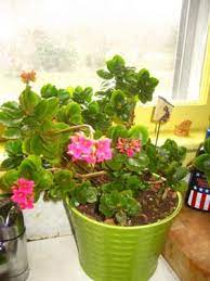 Sedum is a succulent that produces leaves that have green and pink coloring. Download 33 Plant With Pink Flowers And Green Leaves