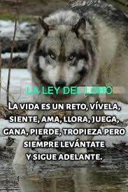 Pin De Maria Cabral En La Ley Del Lobo Frases Motivadoras Frases Frases De Lobos