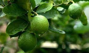 Which brand has the largest assortment of fruit trees at the home depot? Citrus Lime Lime Trees Limetta Quarter Standard Garden Plants Online
