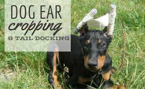 Dog Ear Cropping And Tail Docking Necessary Or Inhumane