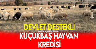 koyun kredisi ne kadar 100 bas koyun alinir mi haziran 2021