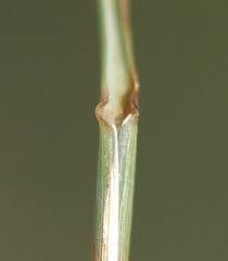 Image result for Sporobolus mauritianus