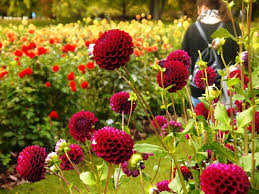 Britzer garten appartment ⭐ , germany, berlin, kestenzeile, 34: Britzer Garten Thema