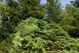 Image result for Pteridium