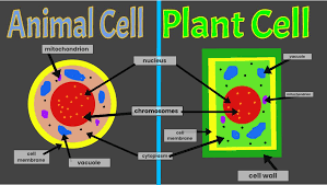 Plant and animal cell centrosomes play similar roles in cell division, and both include collections of microtubules, but the plant cell centrosome is simpler and does not have centrioles. You Used To Call Me On My Eukaryotic Cell Phone Stj On The Move