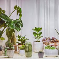 Visto che le piante grasse possono sopravvivere nel deserto, ha senso che facciano anche piante d'appartamento abbastanza buone per i principianti. Quale Terriccio Usare Per Piante Grasse E Cactus Undergreen It