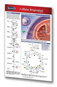 cellular respiration guide pocket chart biology quick reference guide by permacharts